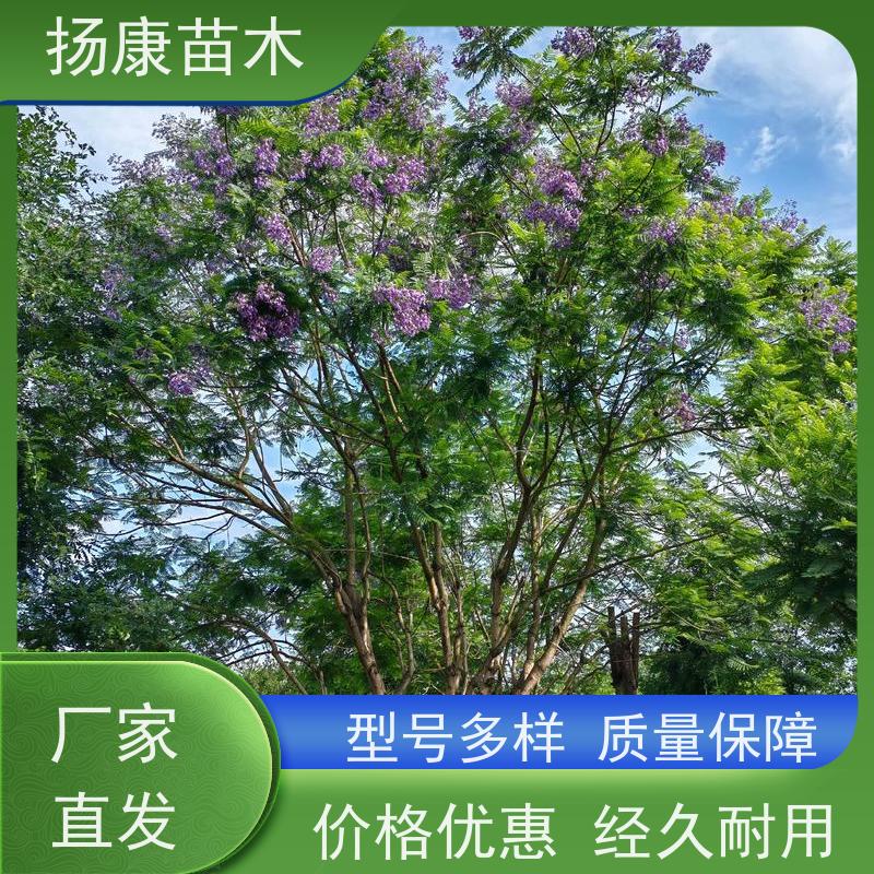 30公分乐昌含笑 园林庭院造景植物 适用性强 高成活率