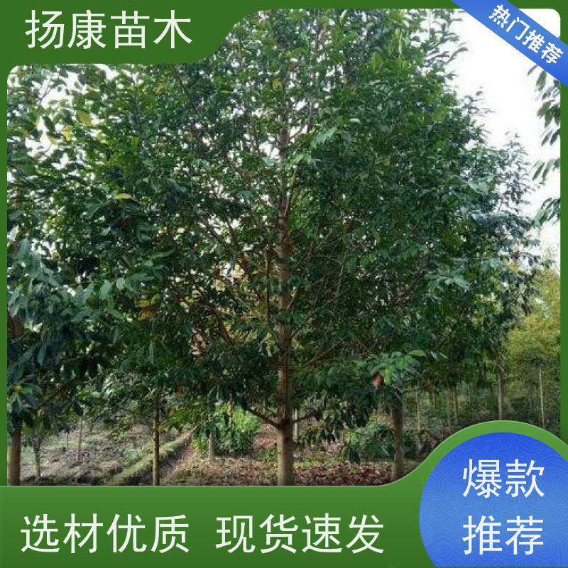 25公分乐昌含笑 行道树系列树种养护 树形优美 易成活