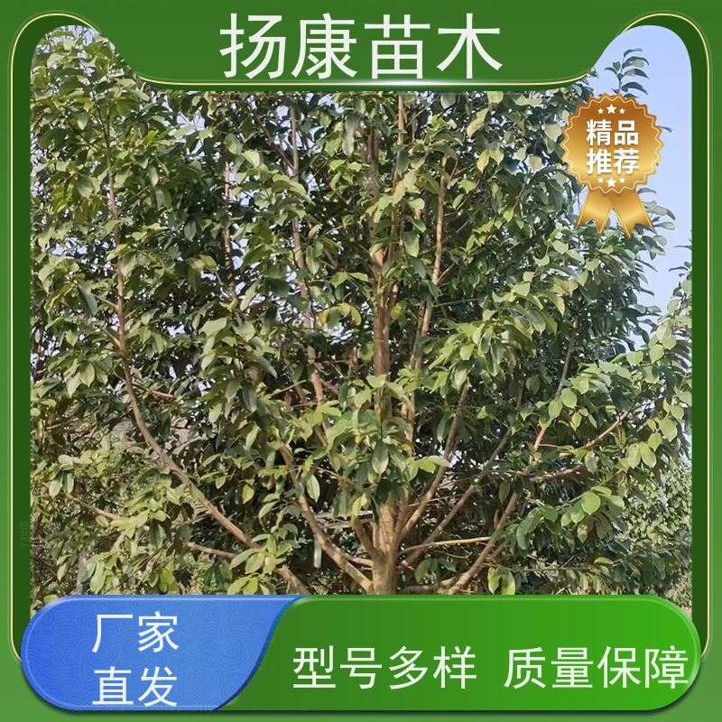 19公分乐昌含笑 公园绿化 露地种植 适应性强 优选常绿