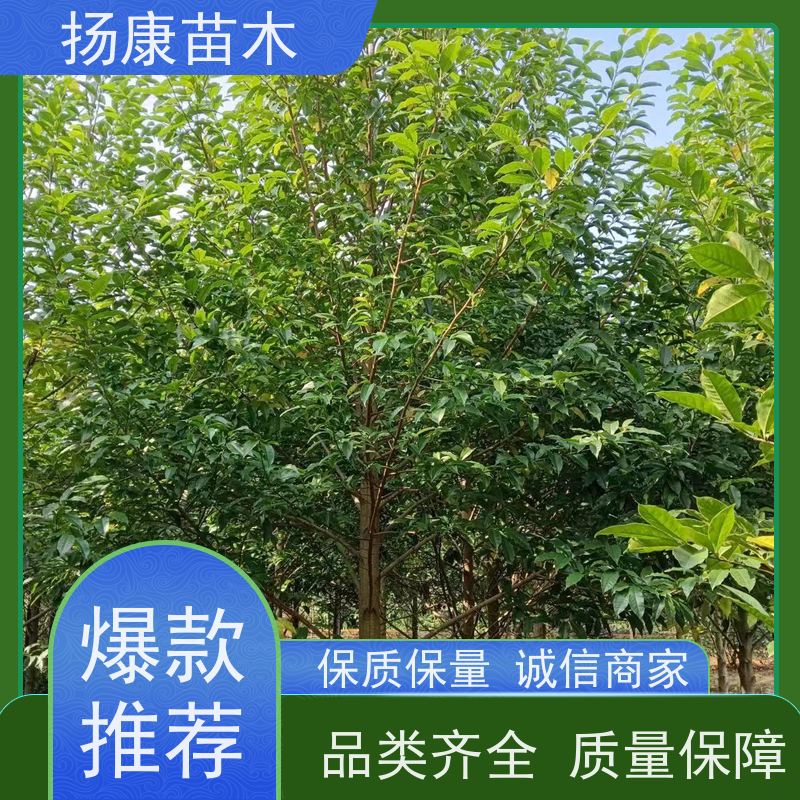 14公分乐昌含笑 行道树系列树种养护 树形优美 培育基地