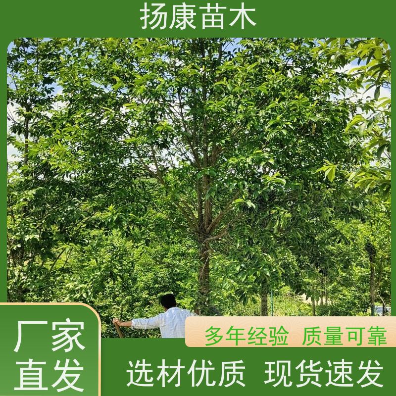 25公分乐昌含笑 花木基地 公园绿化行道树 易成活