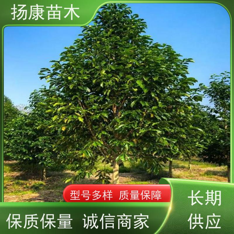 10公分乐昌含笑 树形优美 工厂绿化可用 培育基地