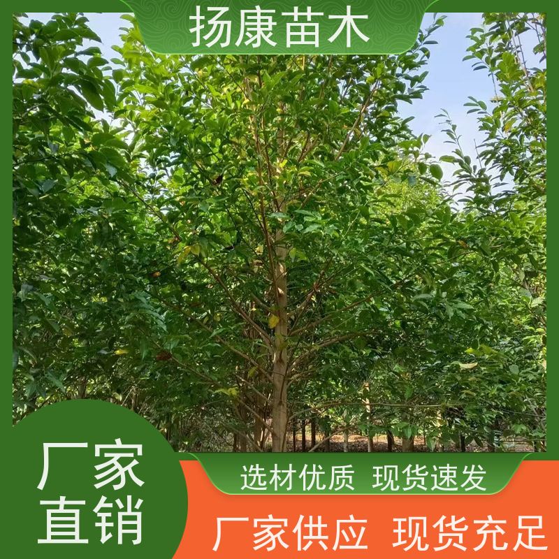 15公分乐昌含笑 园林庭院造景植物 适用性强 现挖现卖