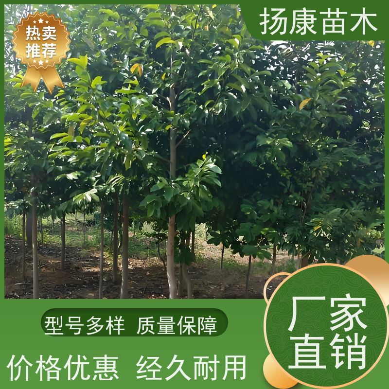 19公分乐昌含笑 园林庭院造景植物 适用性强 基地直供 