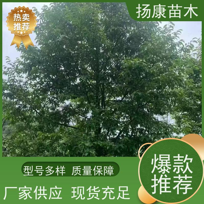 乐 昌含笑 竖形常绿灌木绿植适用于园林绿化 种类齐全