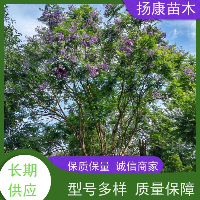 11公分乐昌含笑 行道树系列树种养护 树形优美 规格齐全