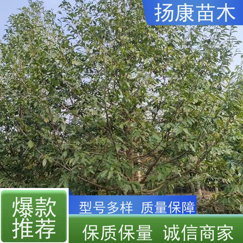 15公分乐昌含笑 竖形常绿灌木绿植适用于园林绿化 培育基地