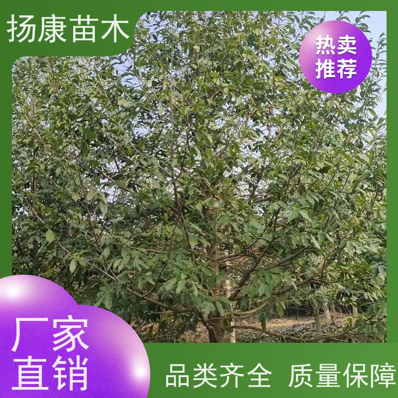 35公分乐昌含笑 行道树系列树种养护 现挖现卖