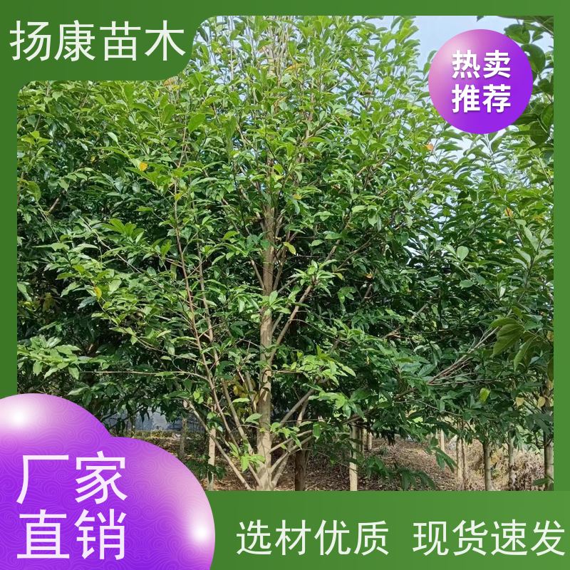 30公分乐昌含笑 行道树系列树种养护 树形优美 易成活