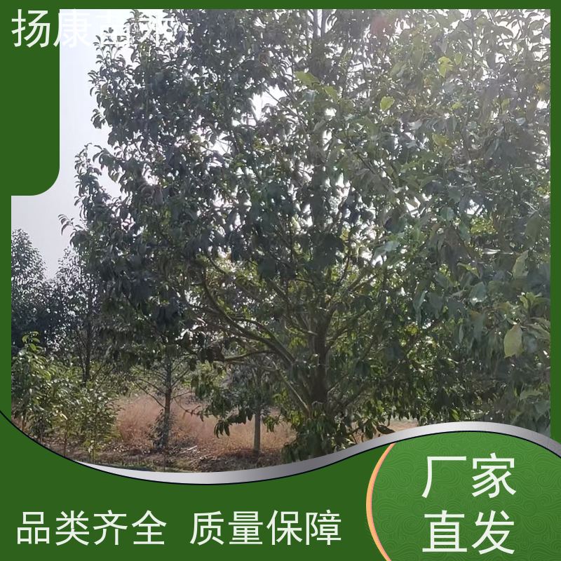 12公分乐昌含笑 行道树系列树种养护 树形优美 易成活
