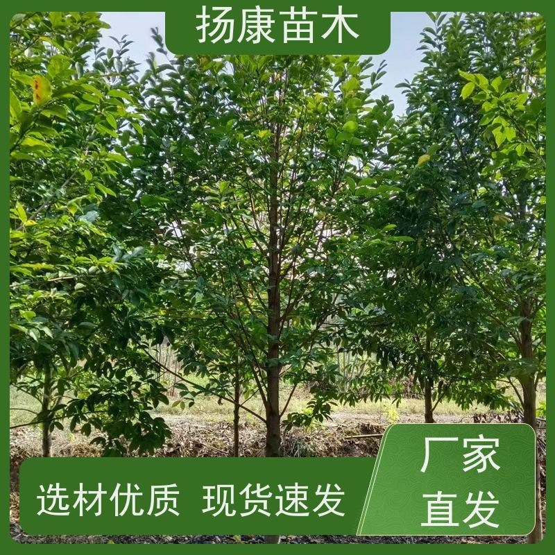 14公分乐昌含笑 枝叶繁茂 四季常青行道树 培育基地