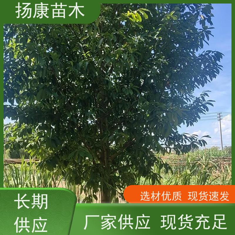 35公分乐昌含笑 树形优美 工厂绿化可用 现挖现发