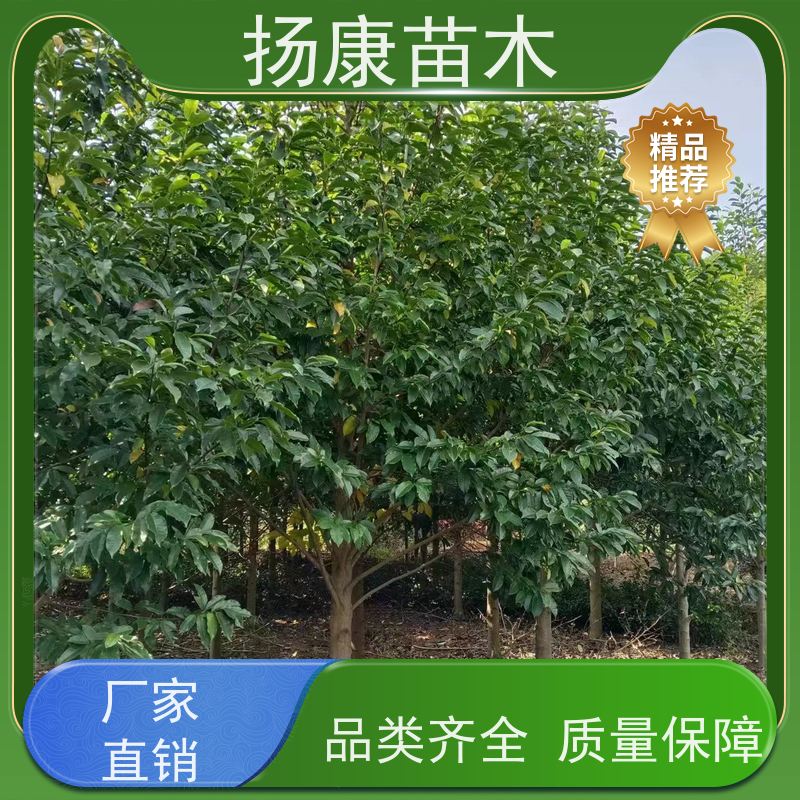 10公分乐昌含笑 枝叶繁茂 四季常青行道树 苗木批发