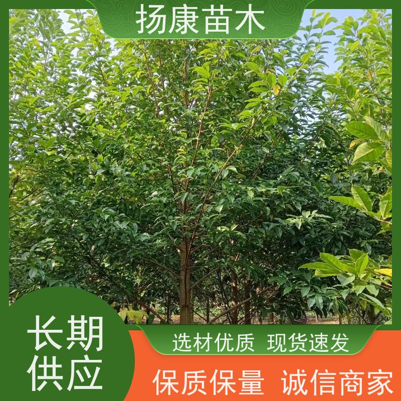 19公分乐昌含笑 竖形常绿灌木绿植适用于园林绿化 苗木批发