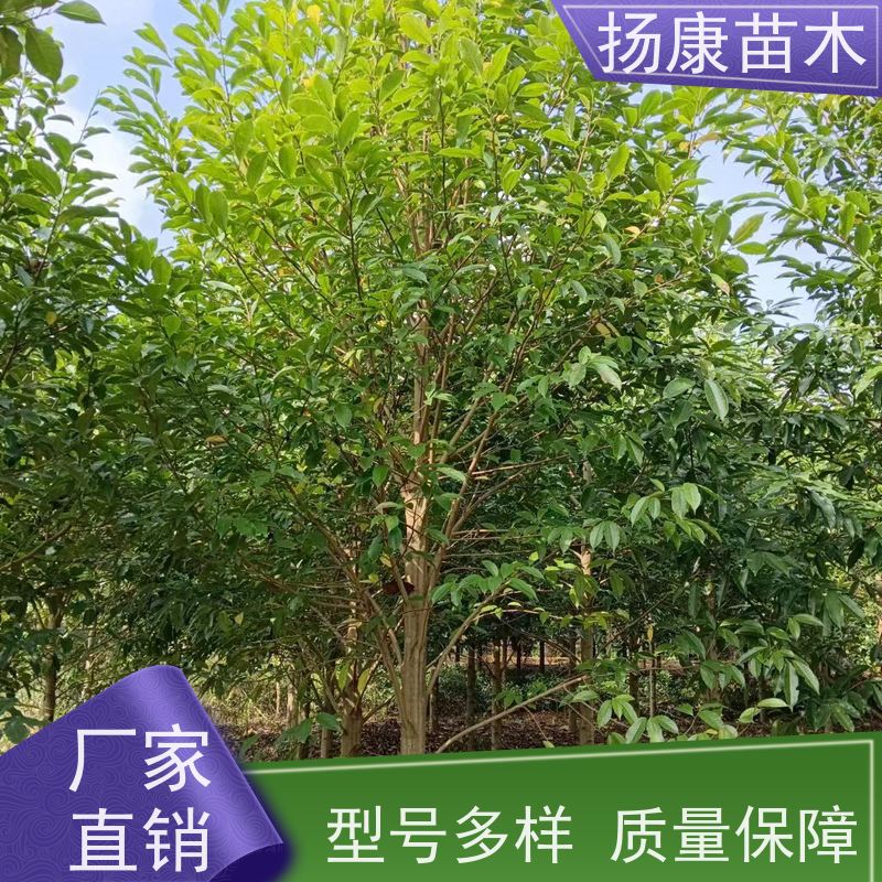 30公分乐昌含笑 园林景区栽植 精致美丽 基地直供 
