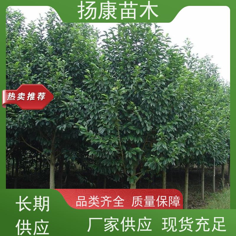 11公分乐昌含笑 行道树系列树种养护 树形优美 培育基地
