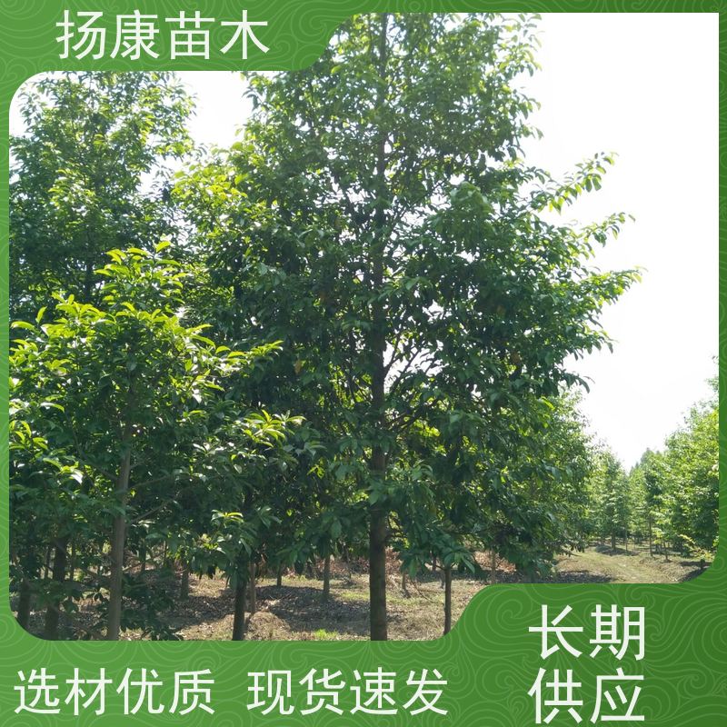 30公分乐昌含笑 花木基地 公园绿化行道树 优选常绿