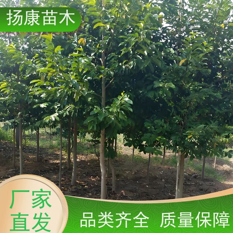 35公分乐昌含笑 园林庭院造景植物 适用性强 易成活