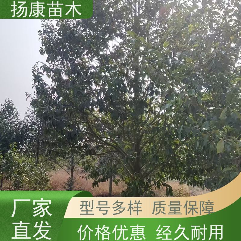 10公分乐昌含笑 行道树系列树种养护 现挖现卖