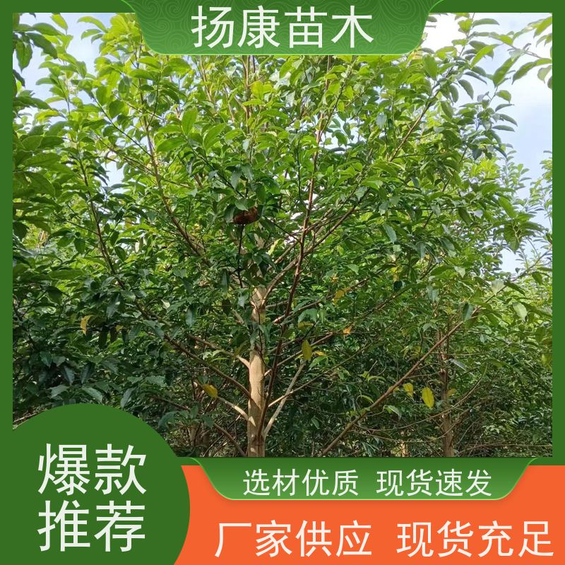14公分乐昌含笑 树形优美 工厂绿化可用 高成活率
