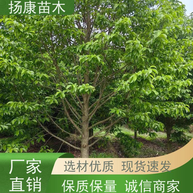 16公分乐昌含笑 园林庭院造景植物 适用性强 源头厂家
