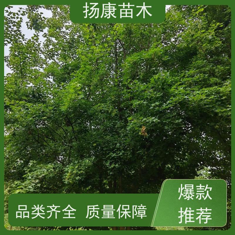 10公分乐昌含笑 园林景区栽植 精致美丽 大量供应