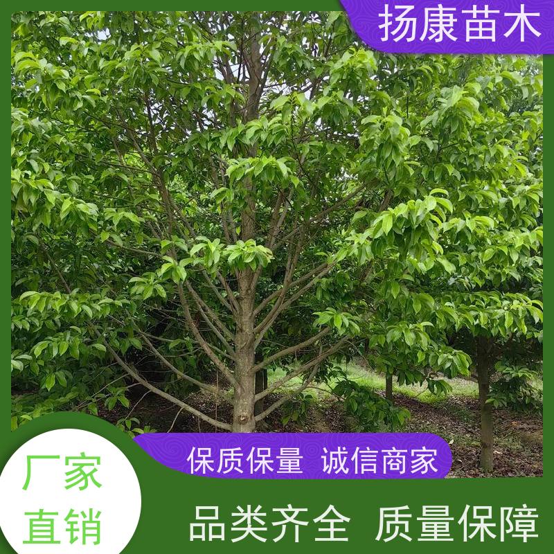 14公分乐昌含笑 园林景区栽植 精致美丽 实地看苗 