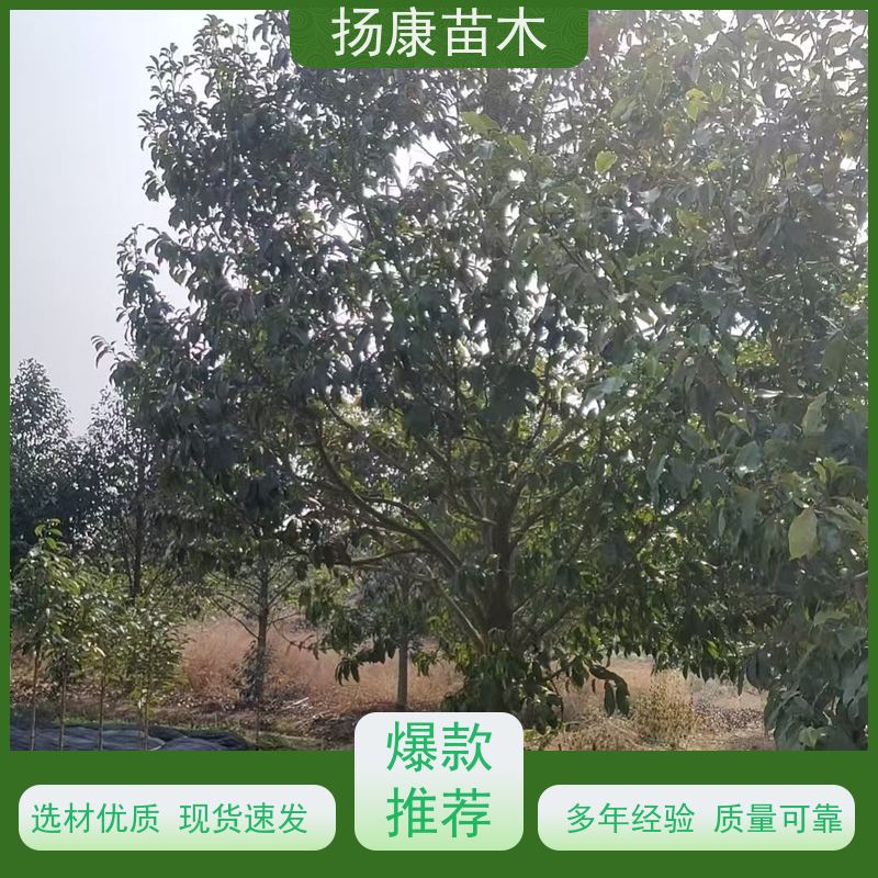 17公分乐昌含笑 花木基地 公园绿化行道树 实地看苗 