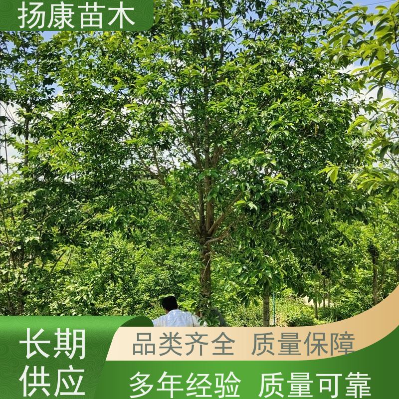 35公分乐昌含笑 竖形常绿灌木绿植适用于园林绿化 高成活率