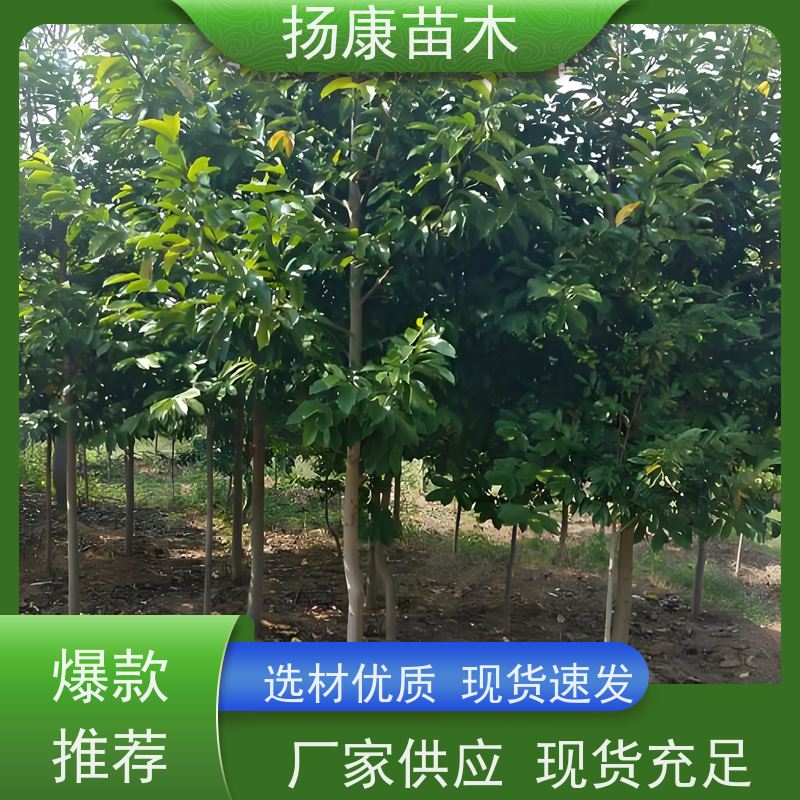 30公分乐昌含笑 花木基地 公园绿化行道树 现挖现发