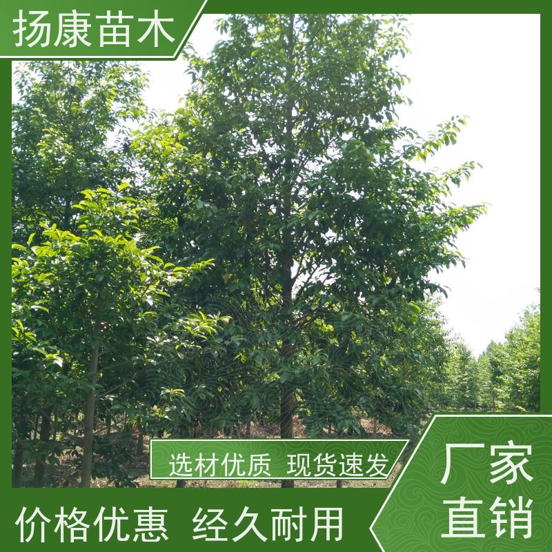 11公分乐昌含笑 园林庭院造景植物 适用性强 基地直供 