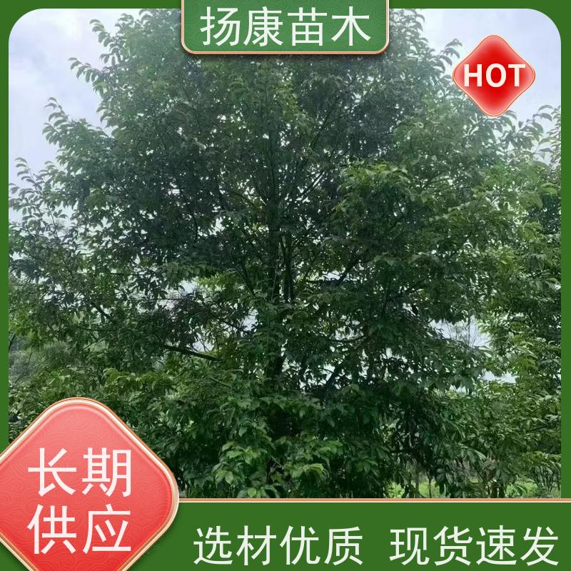 乐 昌含笑 园林庭院造景植物 适用性强 基地直供 