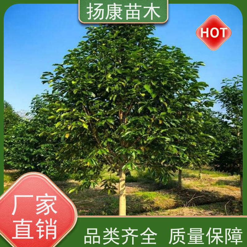 16公分乐昌含笑 园林庭院造景植物 适用性强 现挖现卖