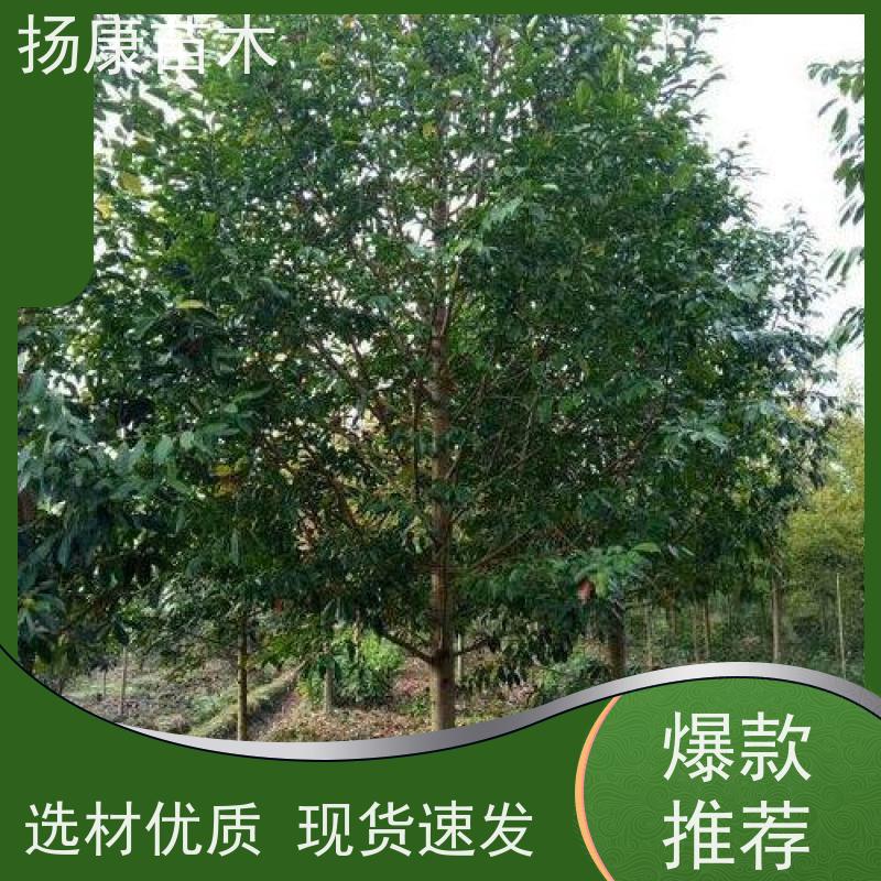 11公分乐昌含笑 行道树系列树种养护 树形优美 现挖现卖