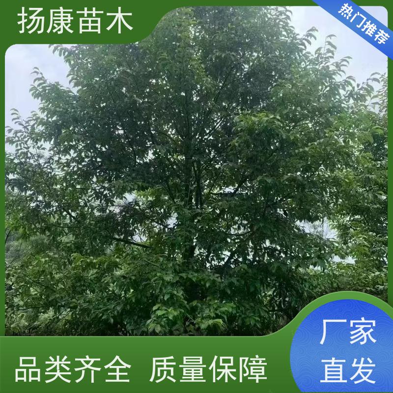 35公分乐昌含笑 园林庭院造景植物 适用性强 现挖现发