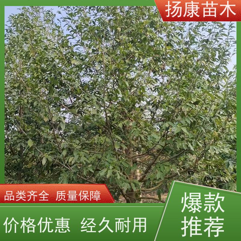 35公分乐昌含笑 树形优美 工厂绿化可用 易成活