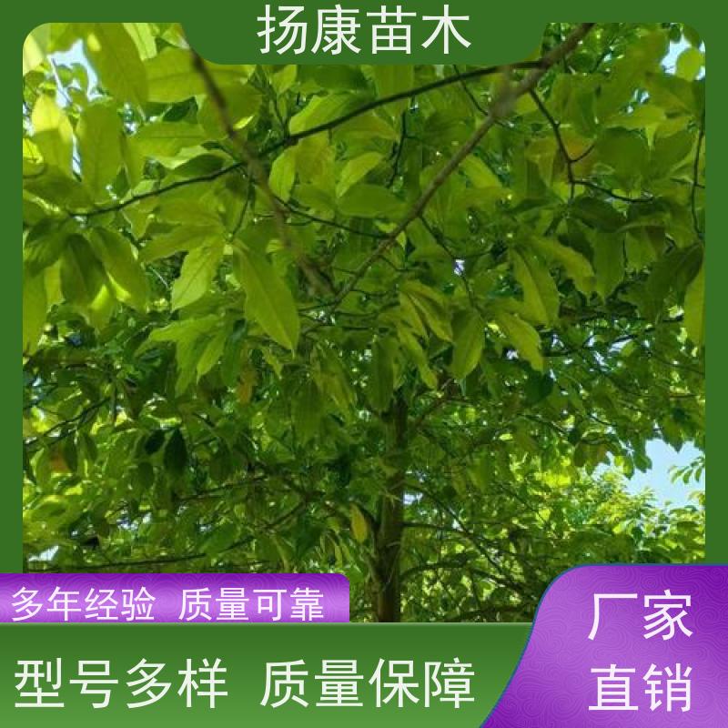 25公分乐昌含笑 花木基地 公园绿化行道树 现挖现发