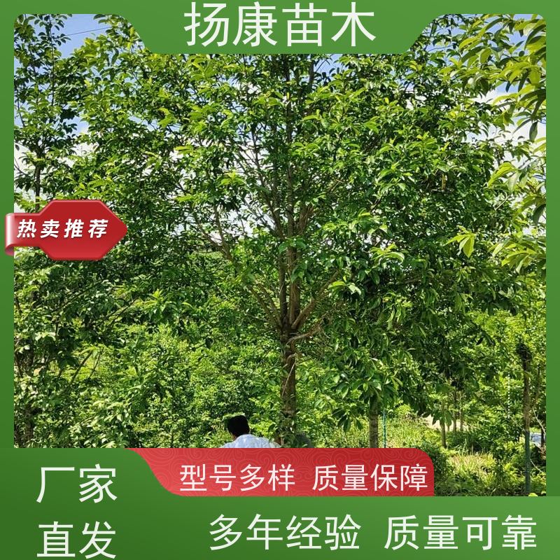 20公分乐昌含笑 树形优美 工厂绿化可用 种植基地