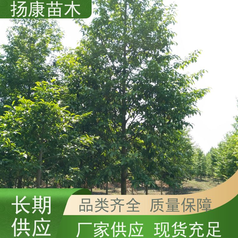 20公分乐昌含笑 树形优美 工厂绿化可用 批发销售