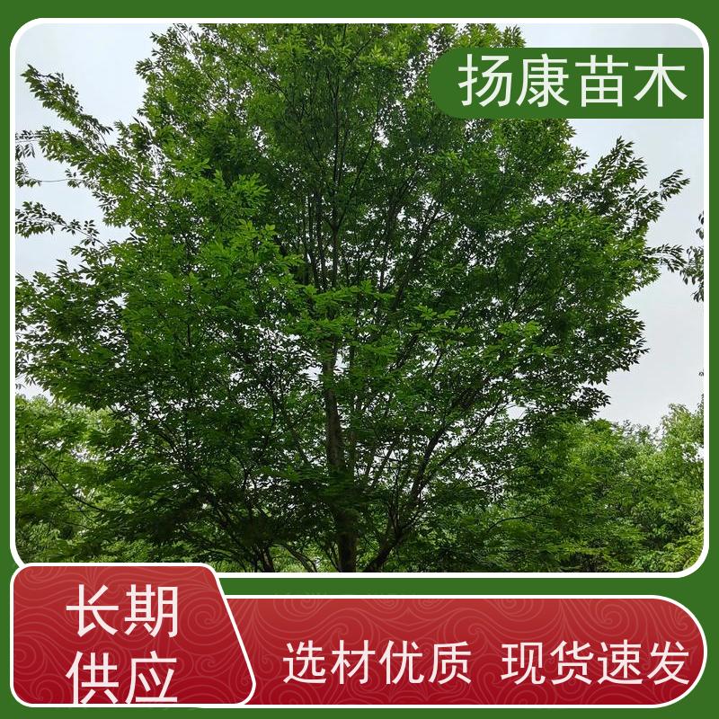 9公分乐昌含笑 公园绿化 露地种植 适应性强 规格齐全