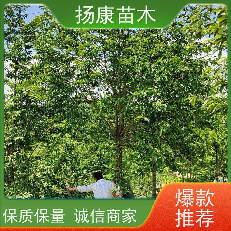 8公分乐昌含笑 园林景区栽植 精致美丽 苗木批发