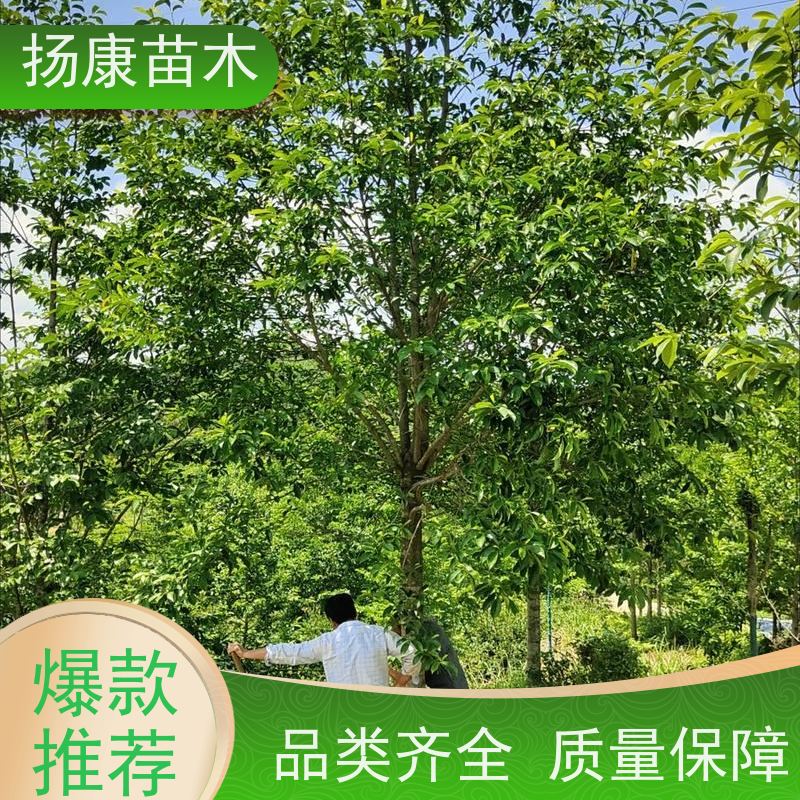 14公分乐昌含笑 树形优美 工厂绿化可用 易成活