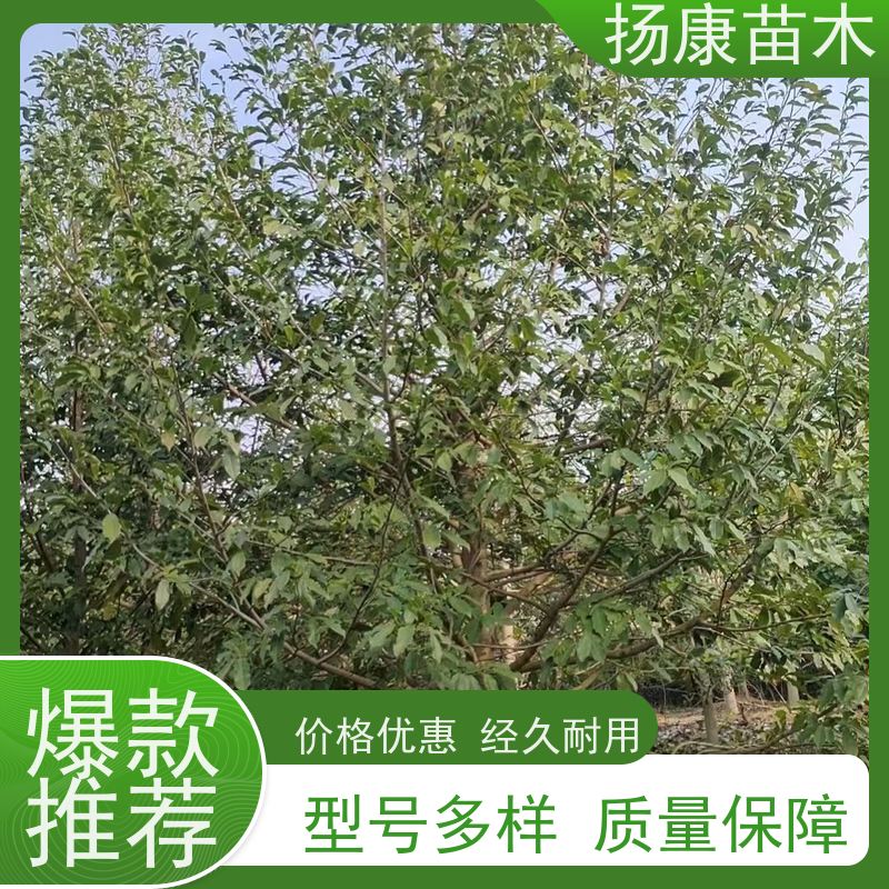 含笑树 行道树系列树种养护 树形优美 实地看苗 
