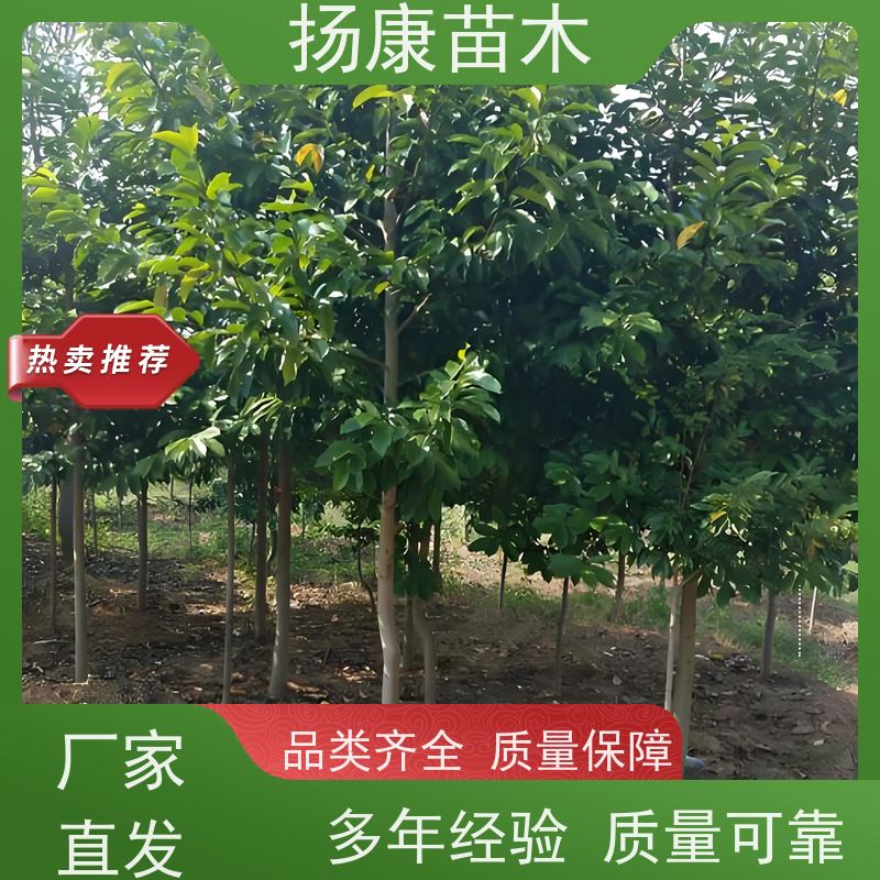 18公分全冠乐昌含笑 树干挺拔树荫浓郁 易成活