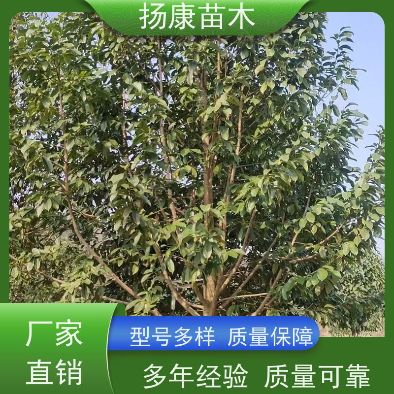 25公分乐昌含笑 花木基地 公园绿化行道树 批发销售