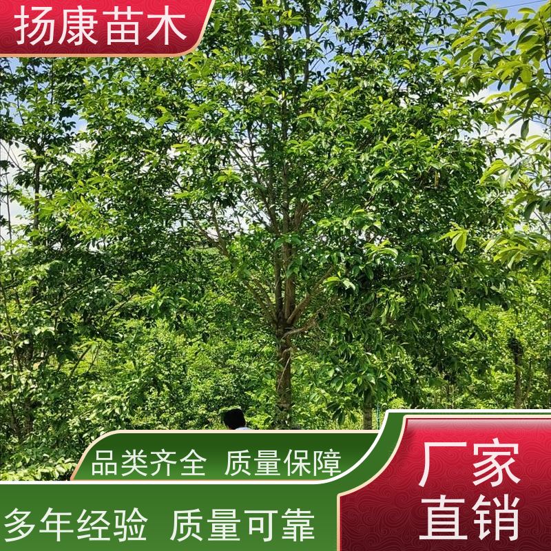 25公分乐昌含笑 行道树系列树种养护 规格齐全