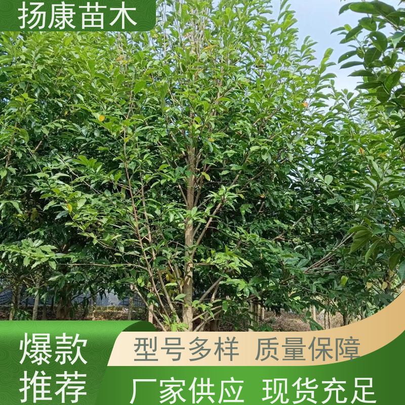 10公分乐昌含笑 行道树系列树种养护 苗木批发