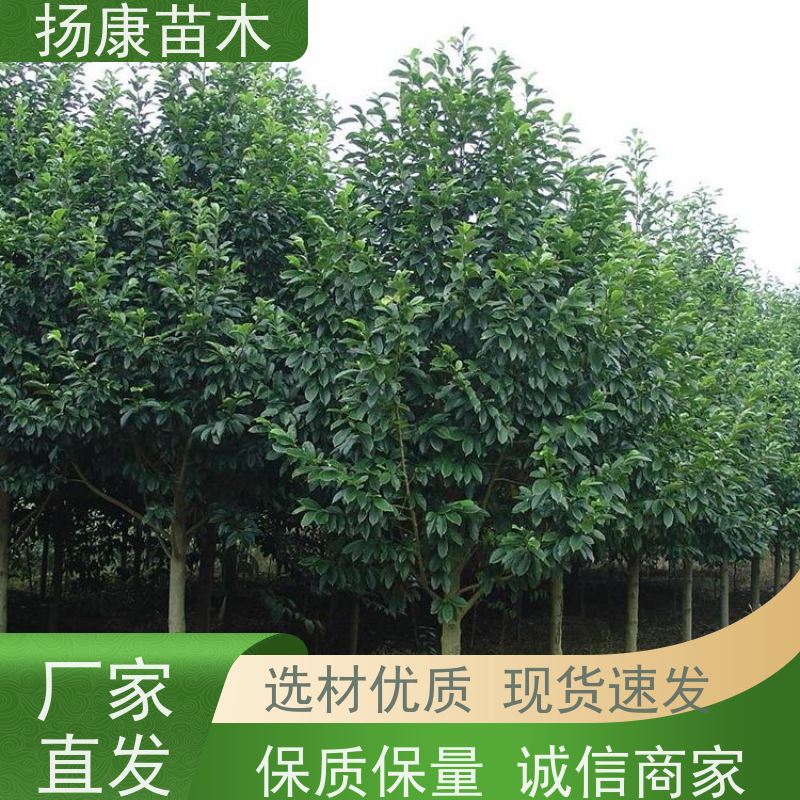15公分乐昌含笑 园林景区栽植 精致美丽 高成活率