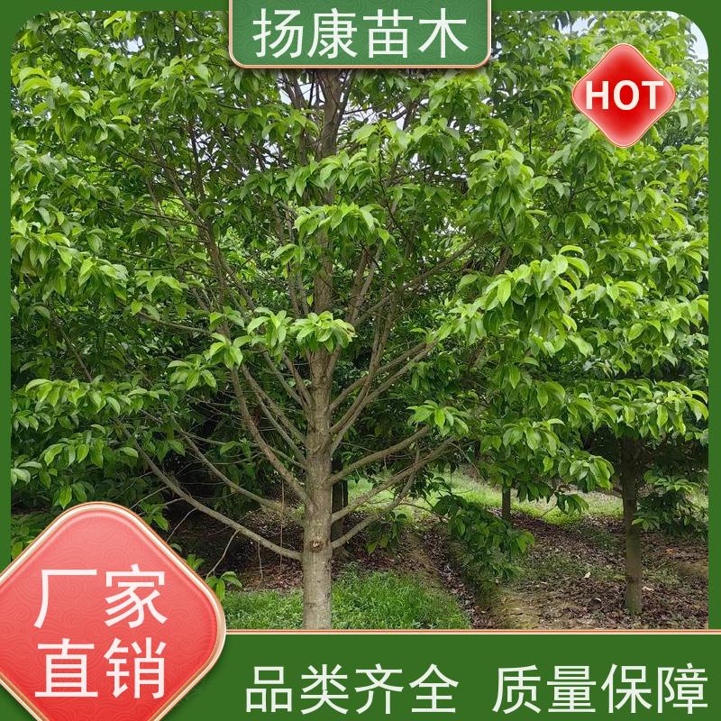 35公分乐昌含笑 行道树系列树种养护 树形优美 培育基地
