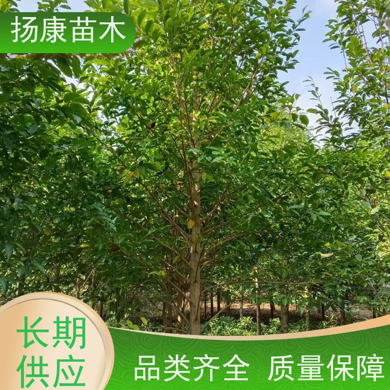 20公分乐昌含笑 竖形常绿灌木绿植适用于园林绿化 培育基地
